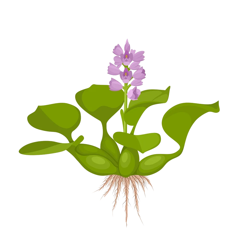 femmes de la coopérative Togblé Tognon