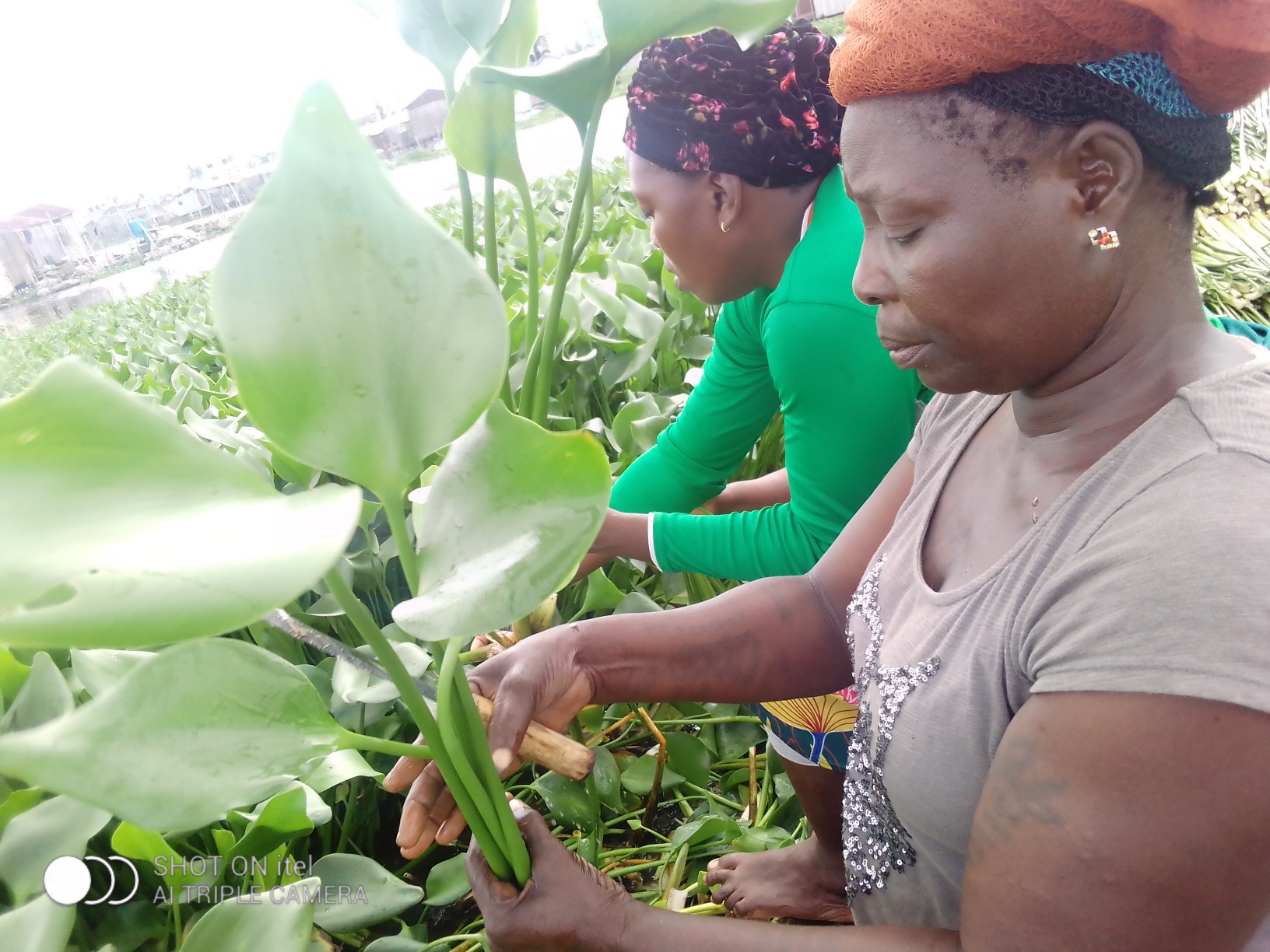 Coopérative Togblé Tognon